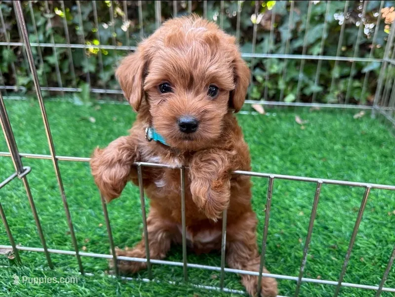 🧸RED TeddyBear Maltipoo🧸 – Maltipoo, Poodle - Toy  puppy for sale in San Diego, CA