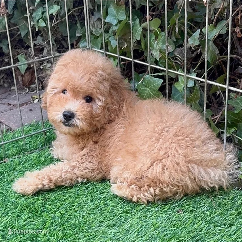 Apricot Goldendoodle  – Poodle - Toy , Miniature Goldendoodle puppy for sale in San Diego, CA