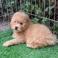 Apricot Goldendoodle , a female Poodle - Toy  and Miniature Goldendoodle for sale in San Diego, CA – 1 of 2