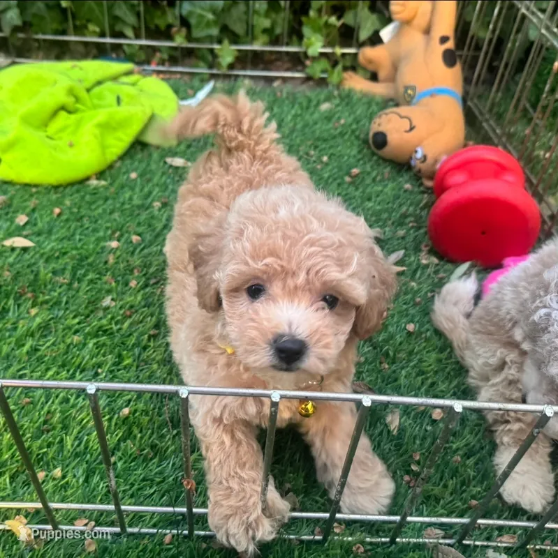 Female APRICOT Maltipoo  – Maltipoo, Poodle - Toy  puppy for sale in San Diego, CA