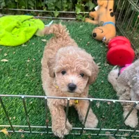 Female APRICOT Maltipoo , a male Maltipoo and Poodle - Toy  for sale in San Diego, CA – 1 of 3