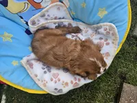 Theo , a male Cavalier King Charles Spaniel for sale in Grabill, IN – 5 of 8