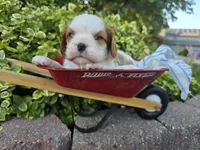 Teddy AKC, a male Cavalier King Charles Spaniel for sale in Grabill, IN – 1 of 9