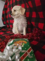 Jenna, a female Poodle - Toy  and Poodle - Miniature  for sale in Grabill, IN – Photo 5 of 8