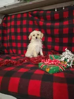 Jenna, a female Poodle - Toy  and Poodle - Miniature  for sale in Grabill, IN – Photo 3 of 8
