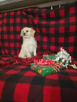 Jenna, a female Poodle - Toy  and Poodle - Miniature  for sale in Grabill, IN – Photo 2 of 8