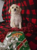 Jenna, a female Poodle - Toy  and Poodle - Miniature  for sale in Grabill, IN – Photo 1 of 8