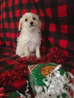 Jenna, a female Poodle - Toy  and Poodle - Miniature  for sale in Grabill, IN – Photo 6 of 8