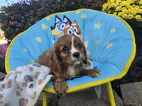 Theo , a male Cavalier King Charles Spaniel for sale in Grabill, IN – 1 of 8