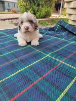 Cleo, a male Poodle - Toy  for sale in Grabill, IN – Photo 5 of 7