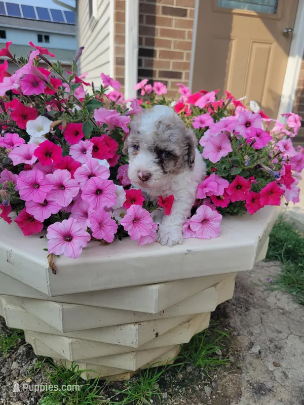 Cleo, a male Poodle - Toy  for sale in Grabill, IN – Photo 1 of 7