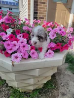 Cleo, a male Poodle - Toy  for sale in Grabill, IN – Photo 1 of 7