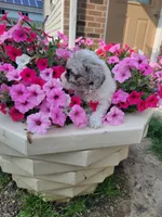 Cleo, a male Poodle - Toy  for sale in Grabill, IN – Photo 4 of 7