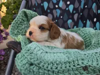 Teddy AKC, a male Cavalier King Charles Spaniel for sale in Grabill, IN – 7 of 9