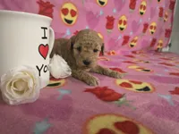 Lexi, a female Poodle - Toy  for sale in Grabill, IN – Photo 5 of 5