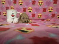 Lexi, a female Poodle - Toy  for sale in Grabill, IN – Photo 3 of 5