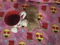 Lexi, a female Poodle - Toy  for sale in Grabill, IN – Photo 4 of 5