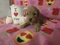 Lexi, a female Poodle - Toy  for sale in Grabill, IN – Photo 1 of 5