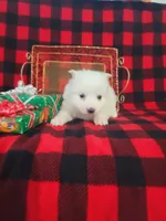 Trina, a female American Eskimo for sale in Grabill, IN – Photo 5 of 5