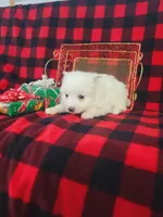 Trina, a female American Eskimo for sale in Grabill, IN – Photo 4 of 5