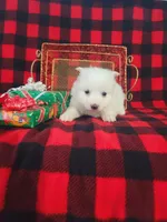 Trina, a female American Eskimo for sale in Grabill, IN – Photo 3 of 5