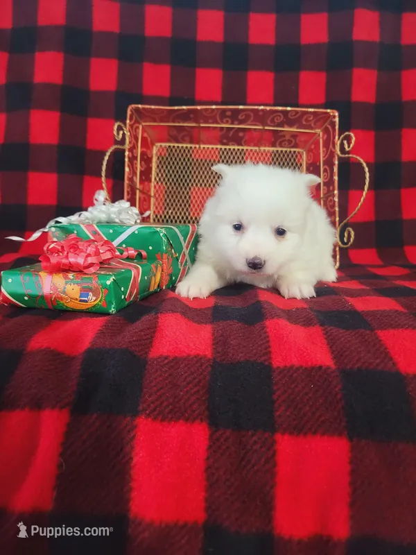 Trina, a female American Eskimo for sale in Grabill, IN – Photo 1 of 5