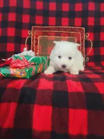Trina, a female American Eskimo for sale in Grabill, IN – Photo 1 of 5