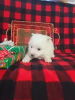 Trina, a female American Eskimo for sale in Grabill, IN – Photo 2 of 5