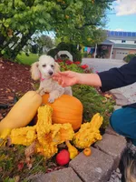 Chloe(AKC vet cleared), a female Poodle - Toy  for sale in Grabill, IN – Photo 5 of 6