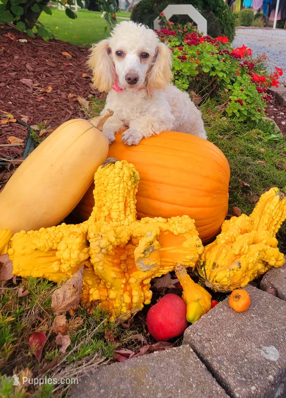 Chloe(AKC vet cleared)