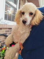 Chloe(AKC vet cleared), a female Poodle - Toy  for sale in Grabill, IN – Photo 2 of 6