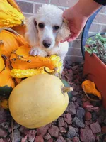 Chloe(AKC vet cleared), a female Poodle - Toy  for sale in Grabill, IN – Photo 3 of 6