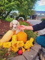 Chloe(AKC vet cleared), a female Poodle - Toy  for sale in Grabill, IN – Photo 6 of 6