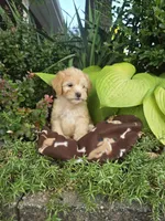 Marlow, a male Chipoo for sale in Grabill, IN – Photo 5 of 8