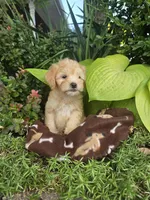 Marlow, a male Chipoo for sale in Grabill, IN – Photo 1 of 8