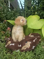 Marlow, a male Chipoo for sale in Grabill, IN – Photo 2 of 8