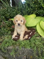 Marlow, a male Chipoo for sale in Grabill, IN – Photo 8 of 8