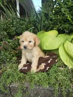 Marlow, a male Chipoo for sale in Grabill, IN – Photo 4 of 8