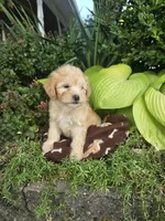 Marlow, a male Chipoo for sale in Grabill, IN – Photo 7 of 8