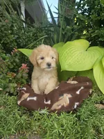 Marlow, a male Chipoo for sale in Grabill, IN – Photo 6 of 8