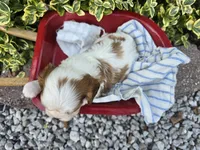 Teddy AKC, a male Cavalier King Charles Spaniel for sale in Grabill, IN – 6 of 9