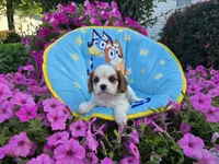 Tanner, a male Cavalier King Charles Spaniel for sale in Grabill, IN – 3 of 6