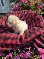 Cody , a male Maltipoo for sale in Grabill, IN – 3 of 6