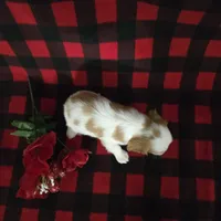 Tina, a female Cavalier King Charles Spaniel for sale in Grabill, IN – Photo 4 of 10