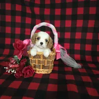 Tina, a female Cavalier King Charles Spaniel for sale in Grabill, IN – Photo 10 of 10