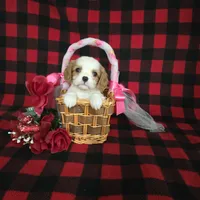 Tina, a female Cavalier King Charles Spaniel for sale in Grabill, IN – Photo 9 of 10
