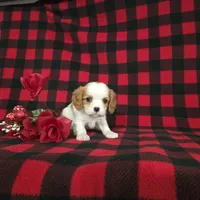 Tina, a female Cavalier King Charles Spaniel for sale in Grabill, IN – Photo 2 of 10