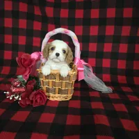 Tina, a female Cavalier King Charles Spaniel for sale in Grabill, IN – Photo 5 of 10