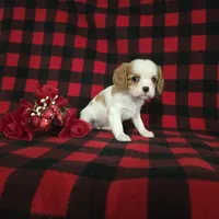 Tina, a female Cavalier King Charles Spaniel for sale in Grabill, IN – Photo 3 of 10