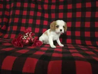 processed/a143fde3-21e9-41d8-baf2-8932ff4e6d8a/listing/2f7f9b05-8cc9-4e3a-9792-20a454aafc8d/9d0f3d80-a772-4eeb-9908-405917d8cb25